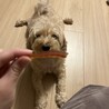 欲しいぶんちゃん