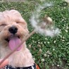 ぶんたのママさん