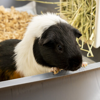 イングリッシュモルモット