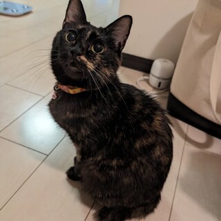 人馴れOK! 穏やかな性格❤︎シャーロットちゃん