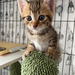 7/28幕張ෆ⃛元気いっぱいෆ⃛ごろうまるくん