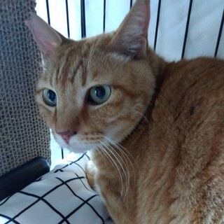 人慣れ抜群！甘えん坊の男の子★無二男(ムニオ)くん