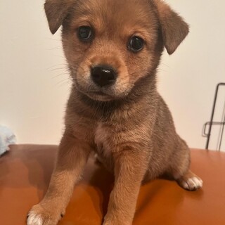 生後２ヶ月仔犬ちゃん
