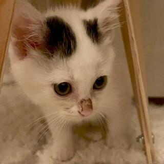 里親さん募集中✨️2匹一緒でも！1匹ずつでも！