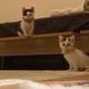 里親さん募集中✨️2匹一緒でも！1匹ずつでも！ サムネイル2