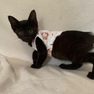 可愛い黒猫の女の子 みずほちゃん