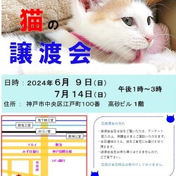 猫の譲渡会in神戸三宮 ¨ 猫のミーナ ¨