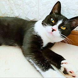 猫の譲渡会in神戸三宮 ¨ 猫のミーナ ¨ サムネイル2