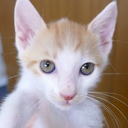 猫の譲渡会 in 芦屋 “猫のミーナ” サムネイル2