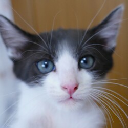 猫の譲渡会 in 芦屋 “猫のミーナ” サムネイル3