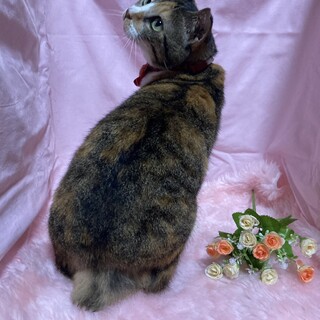 ハンデあり！オムツが必須だけど元気いっぱいな女の子