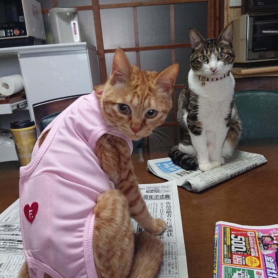 ちゃちゃ丸のカバー写真