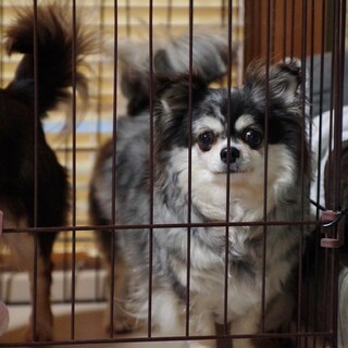 綺麗なカラーのチワワちゃん