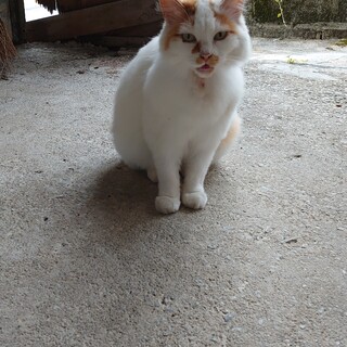 茶白の可愛い猫です