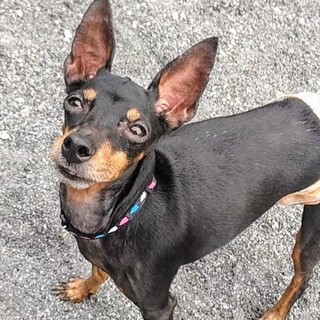 人懐こいトイマンチェスターテリアのりんごちゃん♪