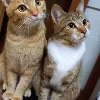 急募 兄弟2匹 里親様募集