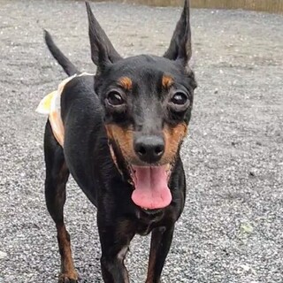 人懐こいトイマンチェスターテリアのプラムちゃん♪