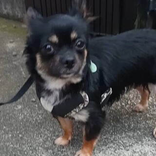 ナデナデされるのが大好きなチワワのポルテちゃん