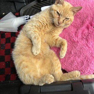 保護猫を引き取って頂ける方募集します。