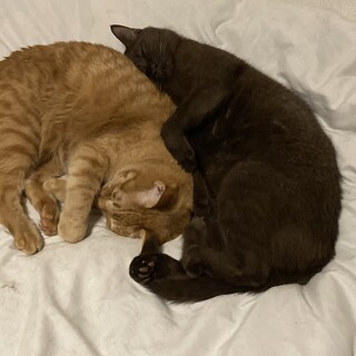 急集兄弟2匹安全な所探している