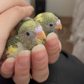 セキセイインコ 双子 里親募集