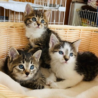 ♦︎ドラ.えもん.ドラミ♦︎３兄妹