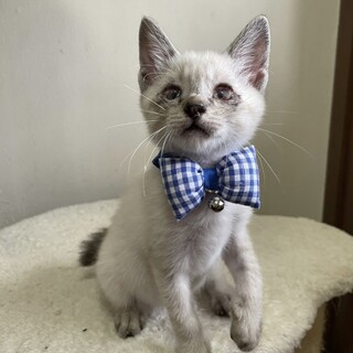 【6/23東銀座】ピンくん★2ヶ月半♪