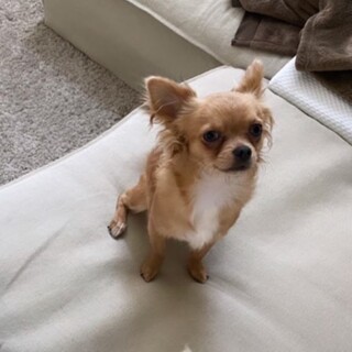 甘えん坊で癖毛が可愛いチワワくん