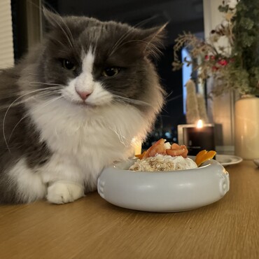 今年で6歳☺️手作り猫用ケーキをたらふく食べました