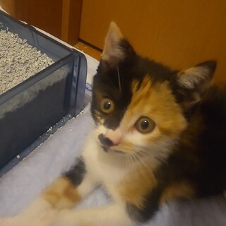 仔猫の里親さんを募集してます