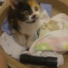 仔猫の里親さんを募集してます サムネイル2