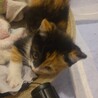 仔猫の里親さんを募集してます サムネイル3