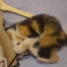 仔猫の里親さんを募集してます サムネイル4