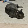 ポンちゃんの兄弟のニック。捕獲してうちの子になりました