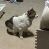 ポンちゃんの兄弟のハウルくん。やっと捕獲してうちの子になりました