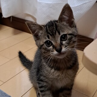 元気一杯な、推定２ヶ月の男の子"ストくん"です!