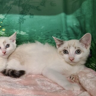 仲良し兄妹のジュン君