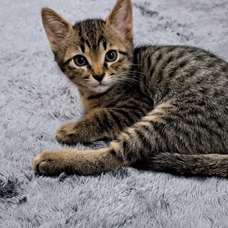 元気一杯な、推定２ヶ月の男の子"カギくん"です!