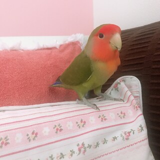 コザクラインコ　小鳥　里親様募集　
