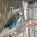 セキセイインコ成鳥メス