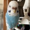 セキセイインコ成鳥メス サムネイル2