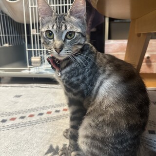 素敵なご家族と出会えました♡マロニーちゃん