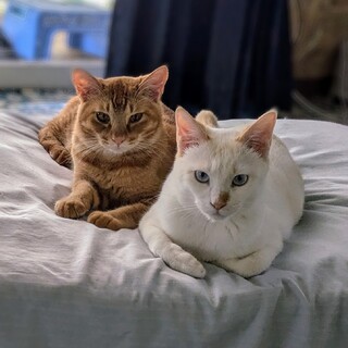 仲良し男子　2匹一緒に！