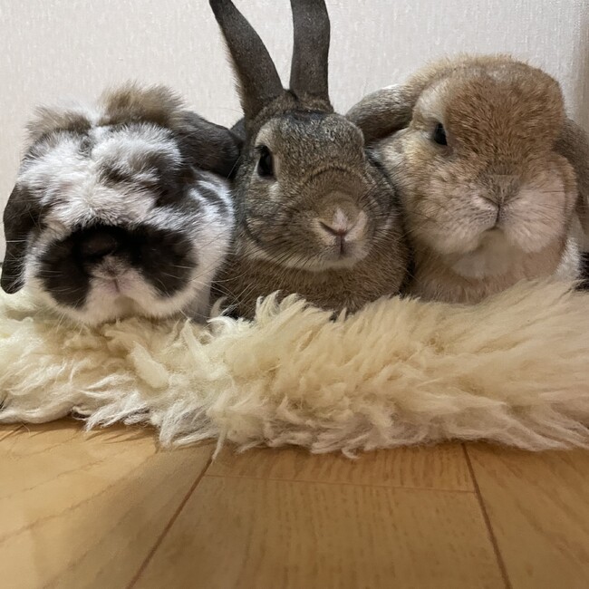 は　る　かのカバー写真