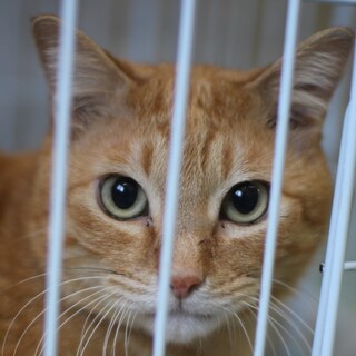 オレンジ色の茶トラの凛々(りり)くん