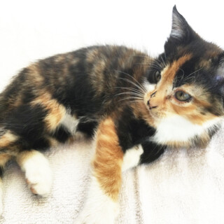 【生後2ヶ月】人馴れしてて元気な子です！