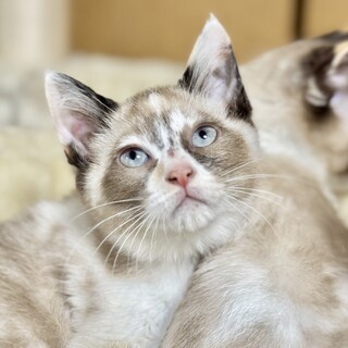 一央(いお)ちゃん☆ 予約につき一旦停止中