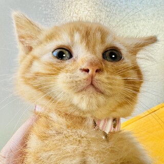 橙子(とうこ)ちゃん　予約につき一旦停止中