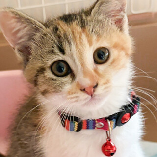 募集停止甘えっ子三毛女子❤️このみ