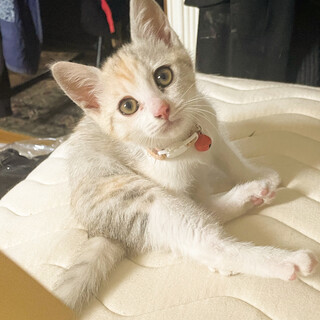 募集停止パステル縞三毛❤️ネイル